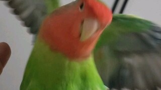 Làm loạn cho tôi đi!!!