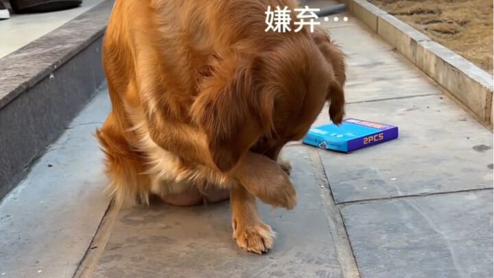 Fireworks that even make the dog feel awkward
