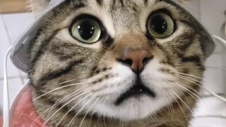 Ai cũng nói mèo lông hoa xám đẹp trai, khoác bao tải lên vẫn đẹp, hóa ra đúng là như vậy!