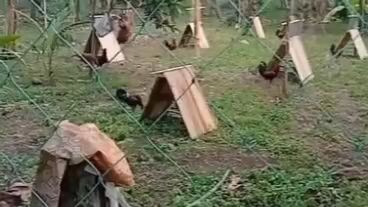 Welcome To Spider Gamefarm