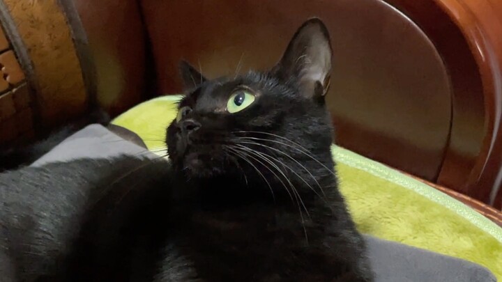 Pedang Damokles tidak berguna bagi si kucing kecil.
