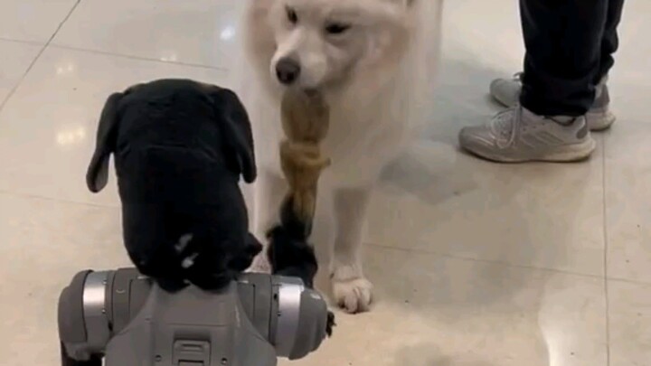 Chó Pháp vs. Samoyed gặp chó máy: So tài phản ứng hài hước!