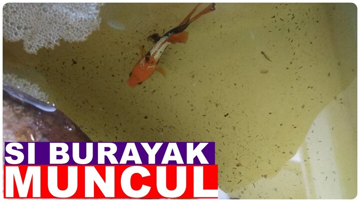 Penampakan burayak ikan cupang baru menetas