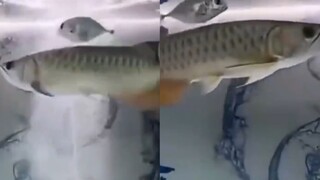 Để sinh tồn, chú cá nhỏ đã học cách đồng bộ với chú cá lớn. Cư dân mạng: Nó cũng sẽ bị kẹt trong điể