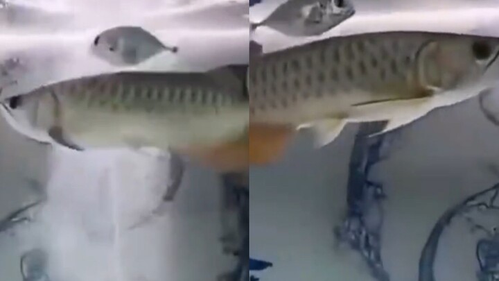 In order to survive, the little fish learned to synchronize with the big fish. Netizens: It will als