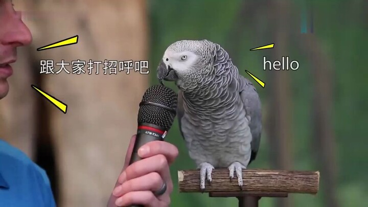 30-Year-Old Genius Grey Parrot Still in Top Form—You’ll Never Catch Up to Its Singing, Talking, Mimi