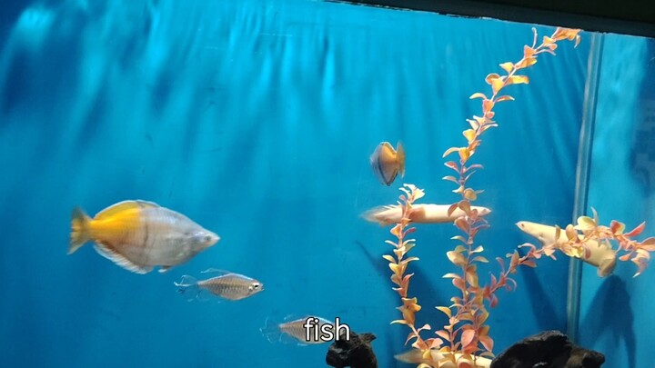 ♿A Non-Stop Tour of the Underwater World♿