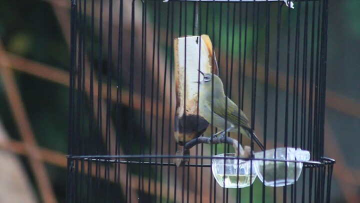 Pancingan suara pleci