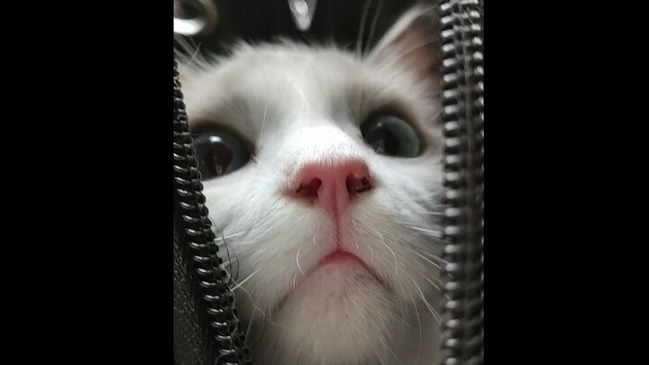 【แมวพันธุ์เปอร์เซียขนสั้น】พาเมียน้อยกลับบ้านไปเจอเมียตัวจริง