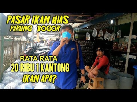UPDATE HARGA IKAN HIAS DI PASAR IKAN HIAS PARUNG