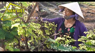 Cuộc sống miền tây - sau cơn mưa sớm - Nam Việt 97