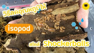 [ISOPOD]EP6 วิธีลดอุณหภูมิให้ไอโซพอด | SHOCKERBALLS