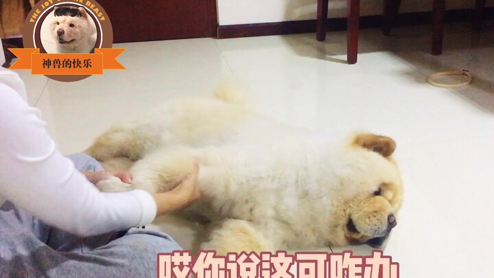 The little lion dog whined softly at night, and its mom thought it was sick. But after learning the 