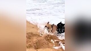 Trả lời  ko nhanh là nó cuốn đi luôn 🤣🤣🤣 chó_cưng chócute thúcưng lovedog dogs xuhuong TikTokDieuKy TikTokSoiPhim