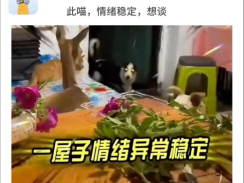 No wonder he doesn’t watch TV—his household really does have its own show.