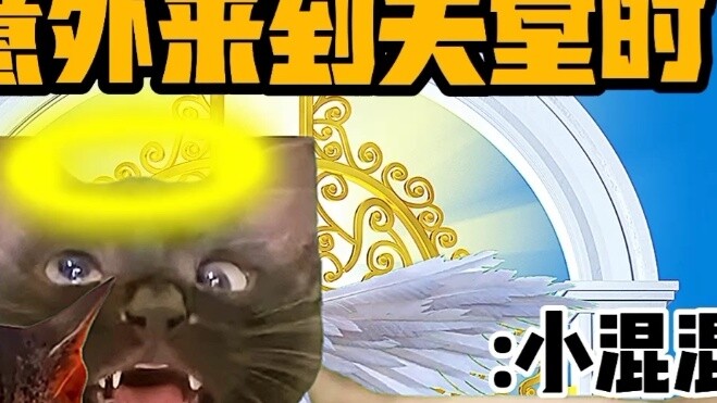 "Nhà hát nhỏ Cat Meme" Khi bạn bất ngờ được lên thiên đường!