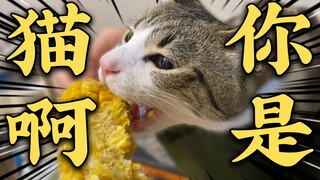 四 川 田 园 猫