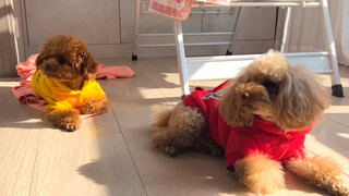 [Dog] The dog loves to bathe in sunlight
