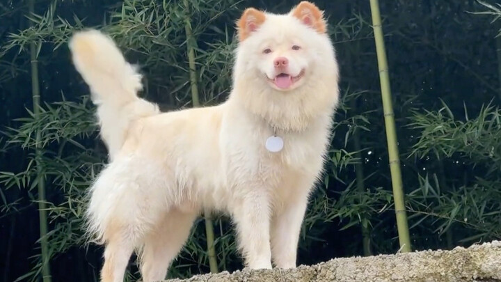 Dokter bilang: Anjingmu bakal ganteng banget pas udah besar nanti.