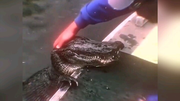 Buaya baik pasti mendapat balasan