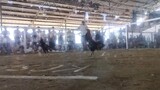 2cock derby double entry jettfight 1 first fight win 🎉