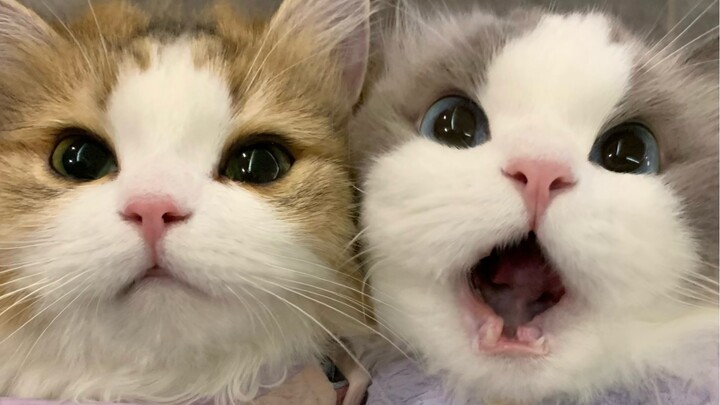 The wallpapers for these two cuties are ready! Come grab yours now •ᴗ⁃͈ᰔᩚ