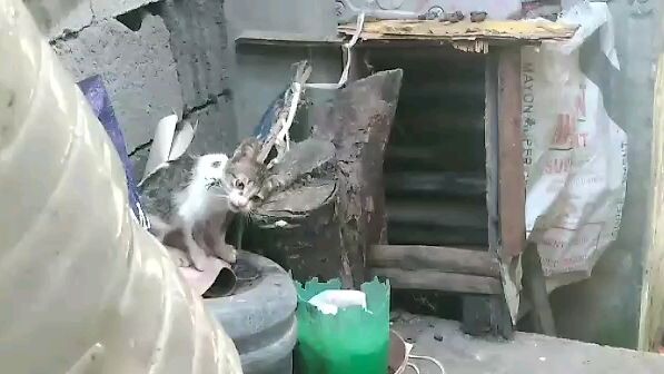 Cool I can get jww hww for you guys 🐈🐈🐈🤣🤣🤣🤣🤣