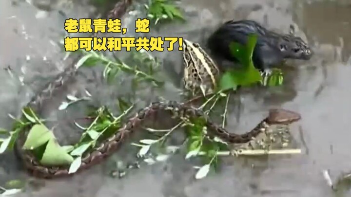 Hóa ra bao nhiêu thù hận đến giờ phút này cũng có thể buông xuống được!