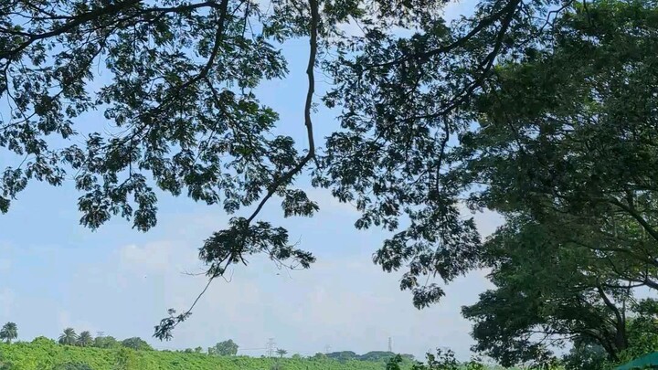 Beautiful Nature