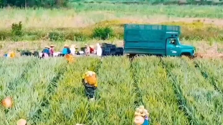 真正的菠萝的海！感谢台湾同胞，让全国人民知道我们的大徐闻！