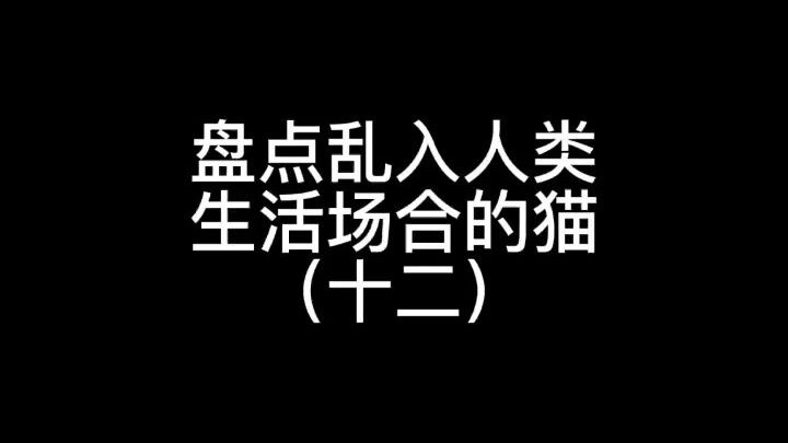 Cats are just like little kids~ (So much like when my npy gets all giddy and childish!)