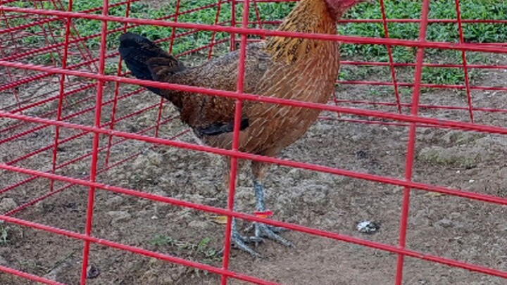 aej farm