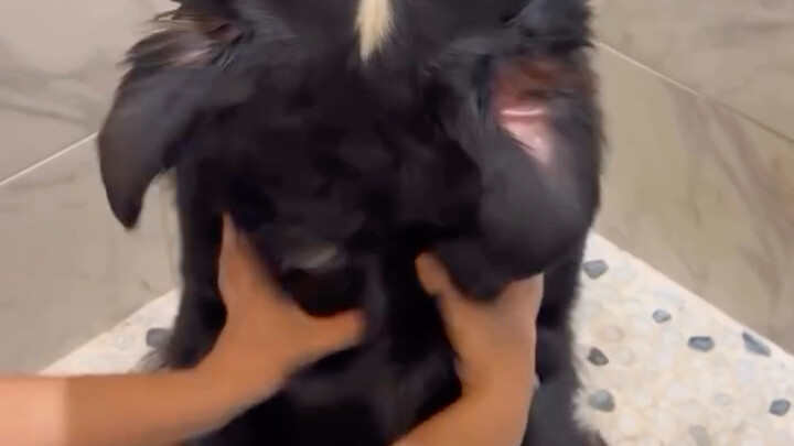 【Anjing Bernese】Anjing Bernese yang menggemaskan sedang mandi dengan sabun wangi