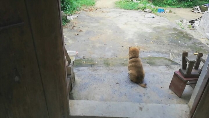 Anjingku selalu duduk murung di depan pintu rumah |ω・)