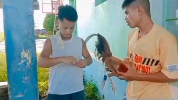 tanggal kati Muna♥️🐓sports game pampulutan lang