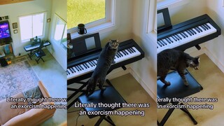 I thought the cat was exorcising demons—imagine hearing this at night; it’d scare half your life awa