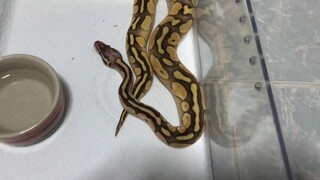 MYPET.7 l งูบอลไพธ่อน 1 วันหลังลอกคราบ