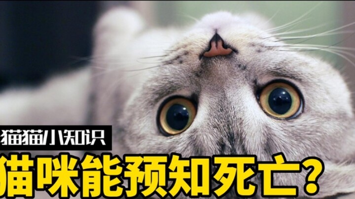 Apakah kucing memiliki kemampuan memprediksi kematian? Sebelum kembali ke Meow Star, ia akan meningg