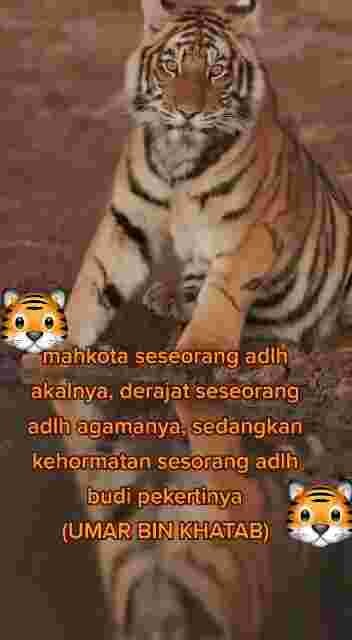 Khodam harimau