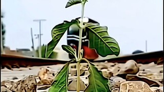 Seberapa kuat daya hidup tumbuhan