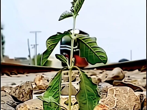 How resilient are plants?