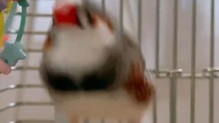 Sparrow, hopping and leaping ↓ Sparrow, hopping and leaping ↓ Sparrow, hopping and leaping ↓ Sparrow