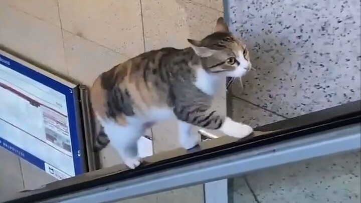 Cat: “Clean my shoes for me”