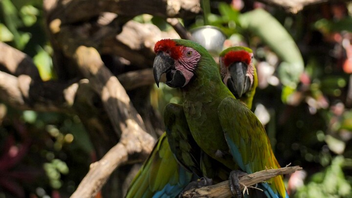 lover animalHi, thanks for watching our video about {your video}!In this video, we'll walk you throu