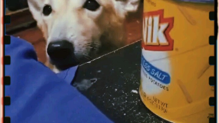 Ngumunguya ng Walajg kinakain