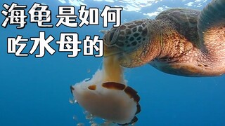 龟生的意义是什么？海龟：为了到海里整点水母嘬嘬