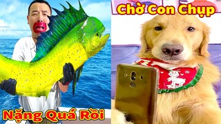 Thú Cưng TV | Tứ Mao Đại Náo #79 | Chó Golden Gâu Đần thông minh vui nhộn | Pets cute smart dog