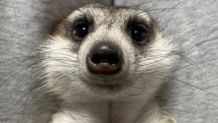 Somehow, this crime just turned out like this… #AwardForWeirdestBehavior #CutePets #Meerkat