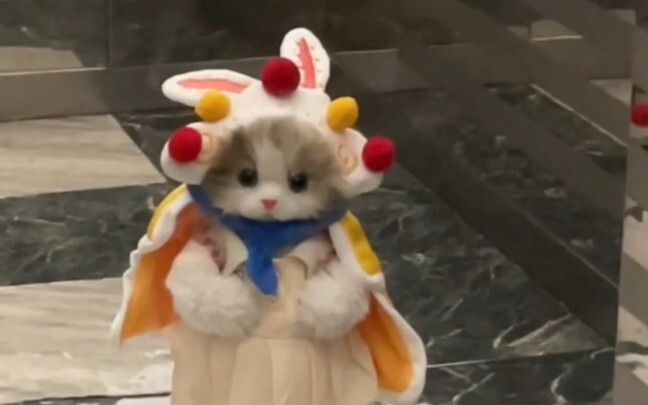 “Seonggok kucing kecil menggemaskan~”