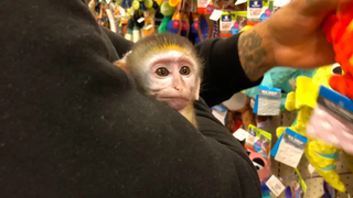 Baby Monkey เยี่ยมชม PetSmart!